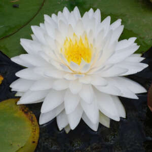 Water Lily Queen Of The Whites Pkwliqow - Garden Express Australia