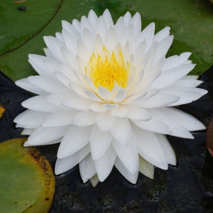 Water Lily Queen Of The Whites