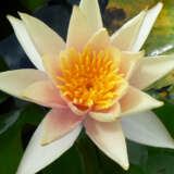 Water Lily Sioux