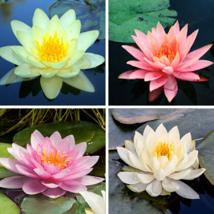 Water Lily Collection 4 Plants