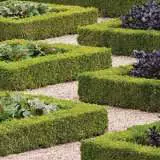 Korean Box Hedge Lpokorbox Gl2017 - Garden Express Australia