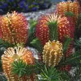 Banksia Dwarf Red - Garden Express Australia