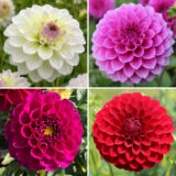 Collection Coldahbal Dahlia Ball Collection - Garden Express Australia