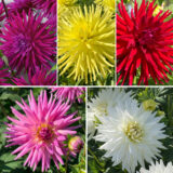 Collection Coldahcac Dahlia Cacti Collection - Garden Express Australia