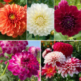 Collection Coldahdec Dahlia Decorative Collection - Garden Express Australia