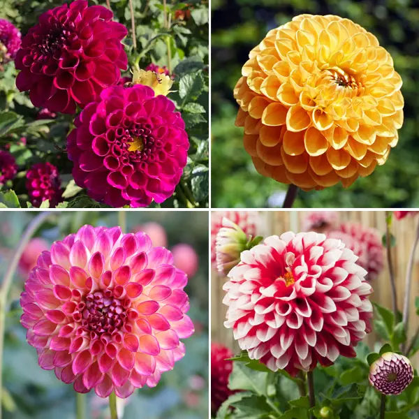 Dahlia Ball Collection Dahlia Ball Collection