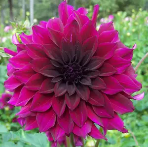 Dahlia Black Embers Dahlia Black Embers