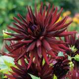 Dahlia Black Wonder 16 - Garden Express Australia