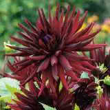 Dahlia Black Wonder 16 - Garden Express Australia