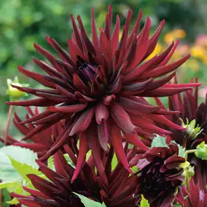 Dahlia Black Wonder