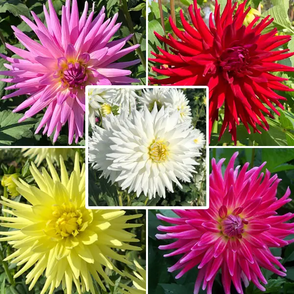 Dahlia Cacti Collection Dahlia Cacti Collection