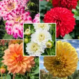 Dahlia Dec Coll 2024 Coldahdec - Garden Express Australia