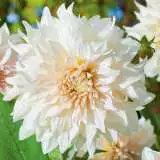 Dahlia Earl Pkdahear - Garden Express Australia