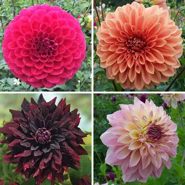 Dahlia Giant Collection