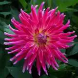 Dahlia Superior 16 - Garden Express Australia