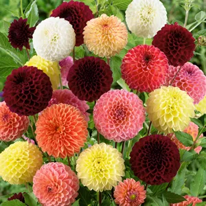 Dahlia Ball Mixed