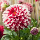 Dahlia Fire And Ice 11 - Garden Express Australia