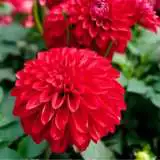 Dahlia Hot Shot 14 - Garden Express Australia