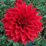 Dahlia Kenora Wildfire 14 - Garden Express Australia