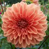 Dahlia Winkie Whopper 15 - Garden Express Australia