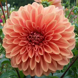 Dahlia Winkie Whopper