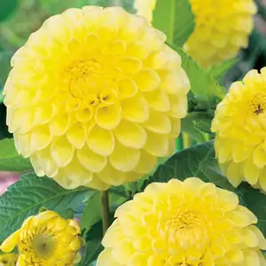 Dahlia Yellow Show Dahlia Yellow Show