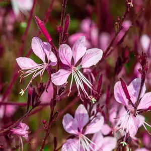 Gaura Pink