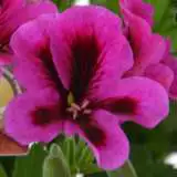 Geranium Solstice Purple 16 - Garden Express Australia