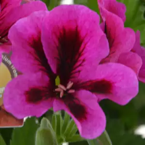 Pelargonium Solstice Purple