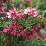 Grevillea Tuckers Dwarf - Garden Express Australia
