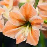 Hippeastrum Apricot Parfait 16 - Garden Express Australia