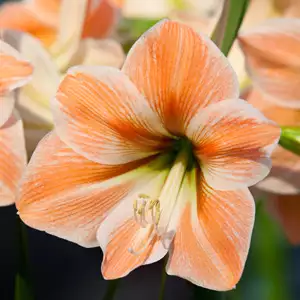 Hippeastrum Apricot Parfait