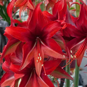 Hippeastrum Bogota