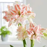 Hippeastrum Dancing Queen 21 Pkhipdqu - Garden Express Australia