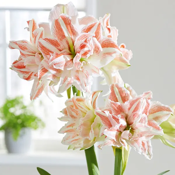 Hippeastrum Dancing Queen