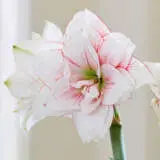Hippeastrum Elvas Pkhipelv - Garden Express Australia