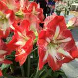 Hippeastrum Minerva 16 - Garden Express Australia