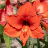 Hippeastrum Naranja Pkhipnar New - Garden Express Australia