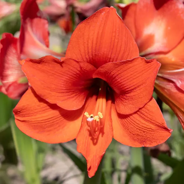 Hippeastrum Naranja
