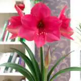 Hippeastrum Pink Surprise 16 - Garden Express Australia