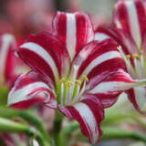 Hippeastrum Santiago