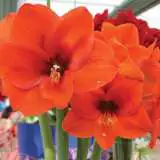 Hippeastrum Naranja Hippeastrum Naranja