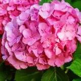 Hydrangea Benelux 16 - Garden Express Australia