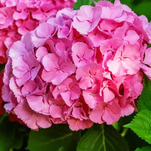 Hydrangea Benelux