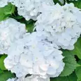 Hydrangea Bichon 16 - Garden Express Australia
