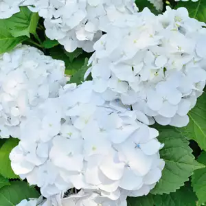 Hydrangea Bichon