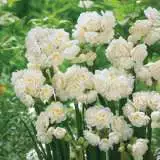 Jonquil Erlicheer 17 - Garden Express Australia