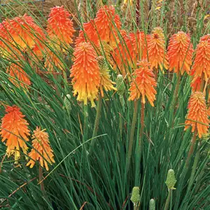 Kniphofia Winter Cheer