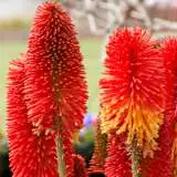 Kniphofia Winter Cheer Kniphofia Winter Cheer