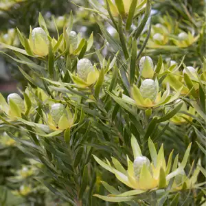Leucadendron Gypsy Silver